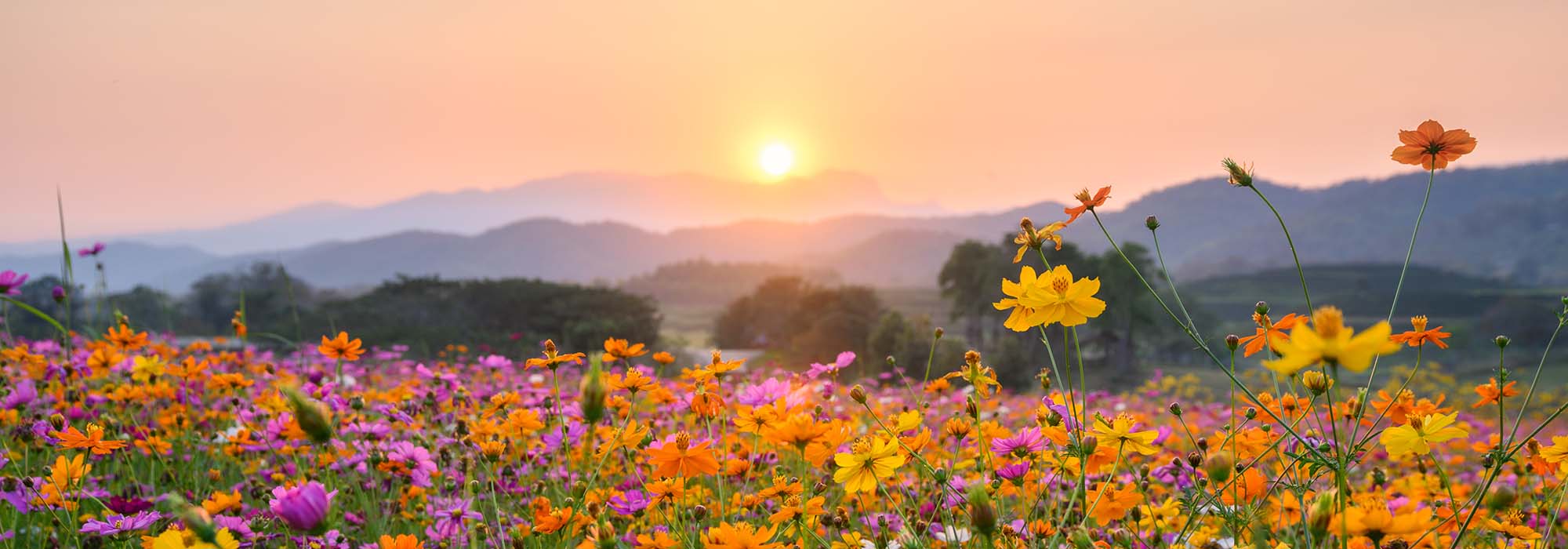 homepage banner
